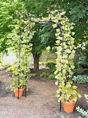 Modena Arch