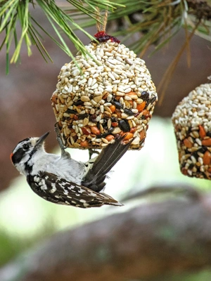 Songbird Tweets®  Cupcakes