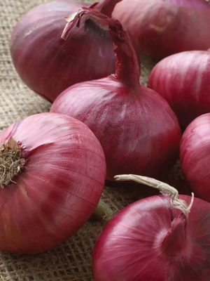 Onion Sets Red, 250 Bulbs