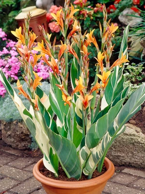 Giant Cannas Bengal Tiger, 3 Roots