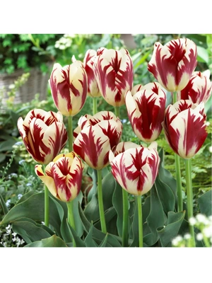 Van Zyverden Tulips Grand Perfection Set of 12 Bulbs