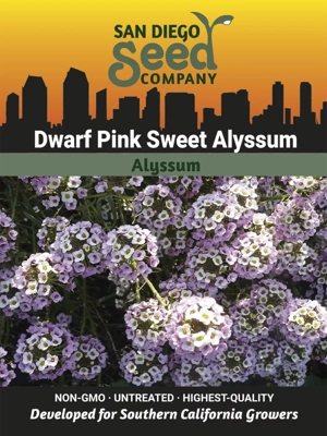 Alyssum, Dwarf Pink Sweet Seeds