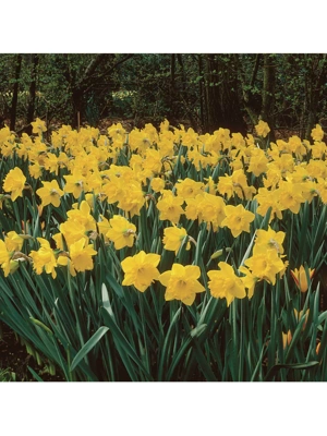 Van Zyverden Daffodils Classic Improved King Alfred Type Set of 15 Bulbs