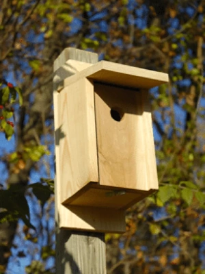 Eastern Bluebird Joy Box Bird House