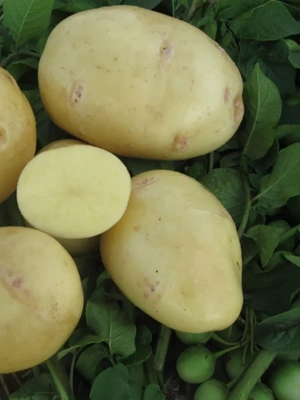 Yukon Gold Organic Seed Potatoes