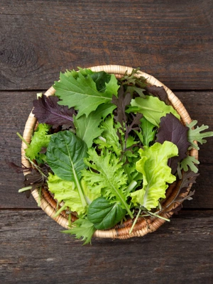  Mesclun, Mixed Salad Greens Seeds : Patio, Lawn & Garden