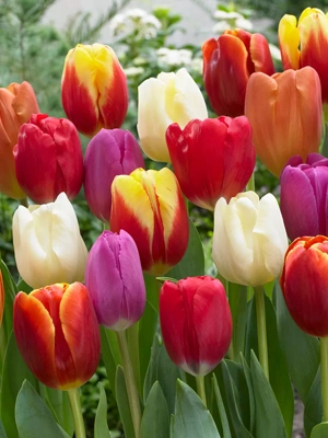 Van Zyverden Triumph Mixture Tulip Bulbs, Set of 25