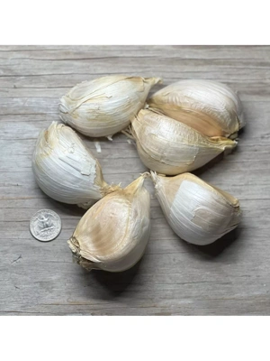 Elephant Garlic, 3 Bulbs