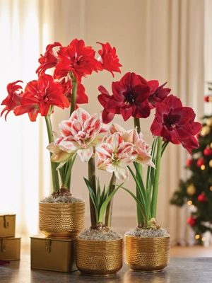 Holiday Reds Potted Amaryllis Collection