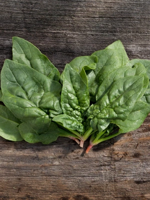 Regiment Spinach Organic Seeds