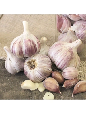 Garlic, Rocambole German Red , 3 Bulbs