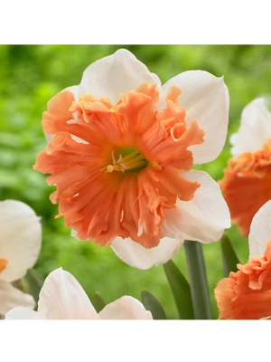 Van Zyverden Daffodils Shrike Set of 6 Bulbs