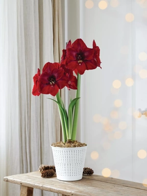 Premium Potted Amaryllis