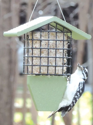 Birds Choice™ Tail Prop Feeder