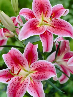Lilies Premium Oriental Stargazer, 7 Bulbs
