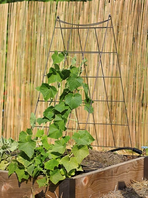 Wire A-Frame Trellis