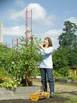  K-Brands Tomato Cage – Premium Tomato Plant Stakes Support  Cages Trellis for Garden and Pots (Upto 68 Inches Tall) : Patio, Lawn &  Garden