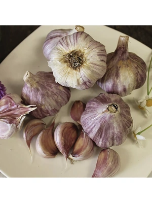 Garlic, Purple Strip Chesnok Red, 3 Bulbs