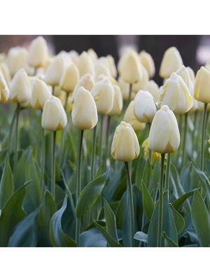 Van Zyverden Tulips Ivory Floradale Set of 12 Bulbs