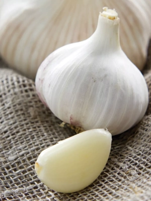 Garlic Italian Late, 5 Bulbs