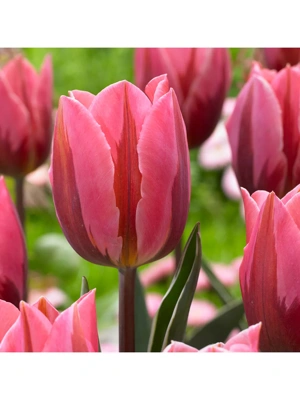 Van Zyverden Tulips Pretty Princess Set of 12 Bulbs
