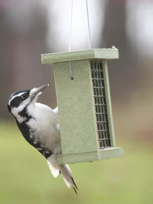 Birds Choice™ Suet Feeder