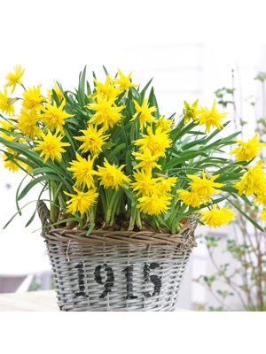 Van Zyverden Daffodils Rip Van Winkle Set of 12 Bulbs