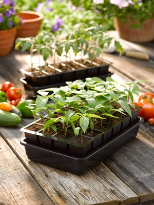 Seed Packet Storage Box & Dividers - Green - e-Pots