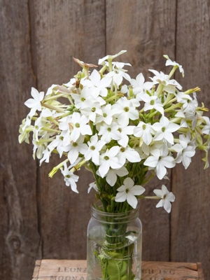 Jasmine-Scented Nicotiana Organic Seeds