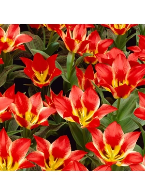 Van Zyverden Tulips Plaisir Set of 12 Bulbs