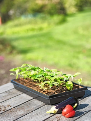 2” Square Biodegradable Pots and Tray Set