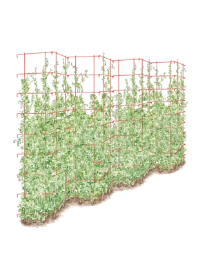 Tall Expandable Pea Trellis