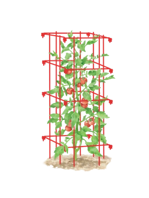 Tomato Cage, Single