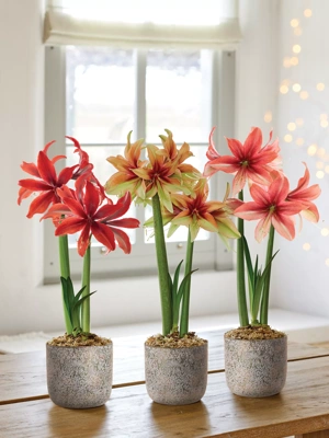 Christmas Amaryllis  Amaryllis Gift Set - Terra Ceia Farms