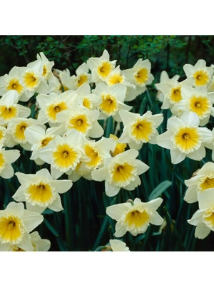 Van Zyverden Daffodils Ice Follies Set of 12 Bulbs