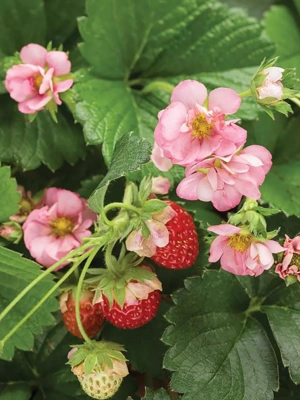 Strawberry Berried Treasure® Pink