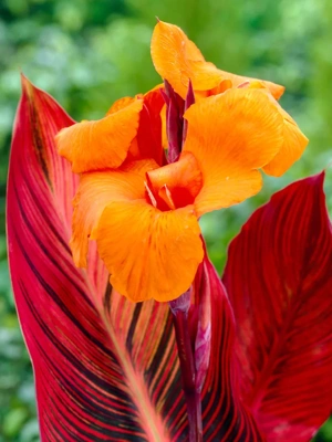 Cannas Phaison, 6 Roots