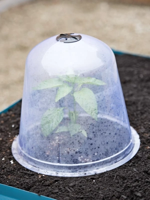 Large Garden Cloches, Set of 3