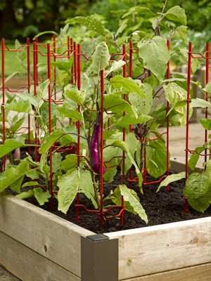 Pepper and Eggplant Ladders, Set of 3