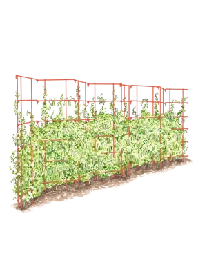 Expandable Pea Trellis