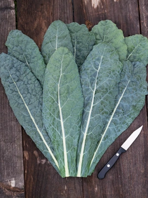 Lacinato Dino Kale Organic Seeds