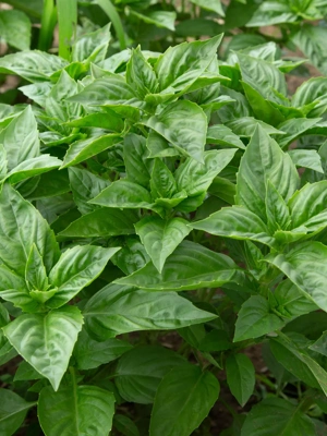 Rutgers Obsession Basil Organic Seeds