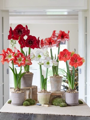 Christmas Amaryllis  Amaryllis Gift Set - Terra Ceia Farms