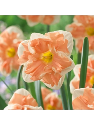Van Zyverden Daffodils Apricot Whirl Set of 12 Bulbs