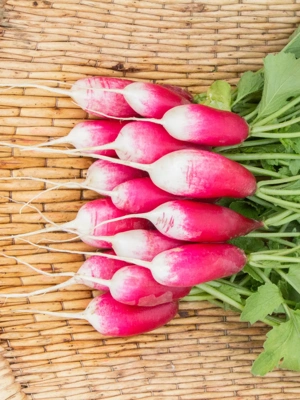 French Breakfast Radish Organic Seeds