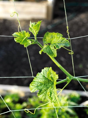 Vine and Veggie Trellis Netting, 5' x 30'