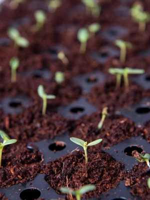 Coco Coir Seed Starting Discs and Tray