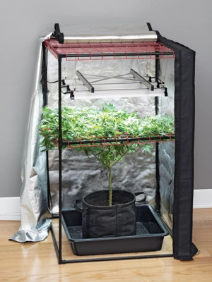 Grow tents and outlet lights