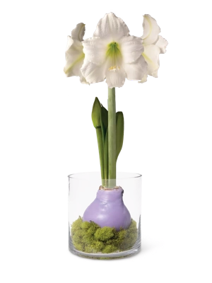 Easy Care Spring Waxed Amaryllis in Vase