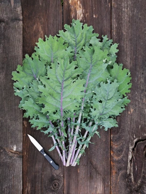 Red Russian Kale Microgreens Organic Seeds